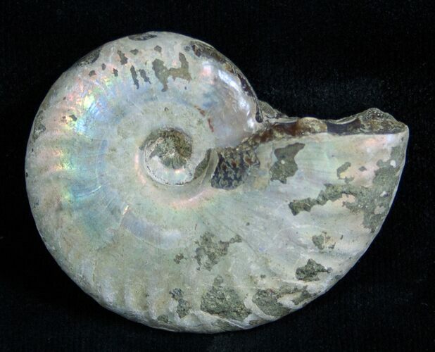 Inch Silver Iridescent Ammonite From Madagascar #1968